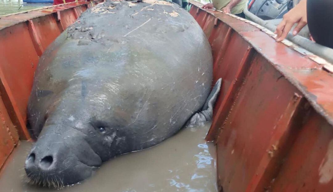 Magdalena, manatí rescatada en Santa Bárbara de Pinto