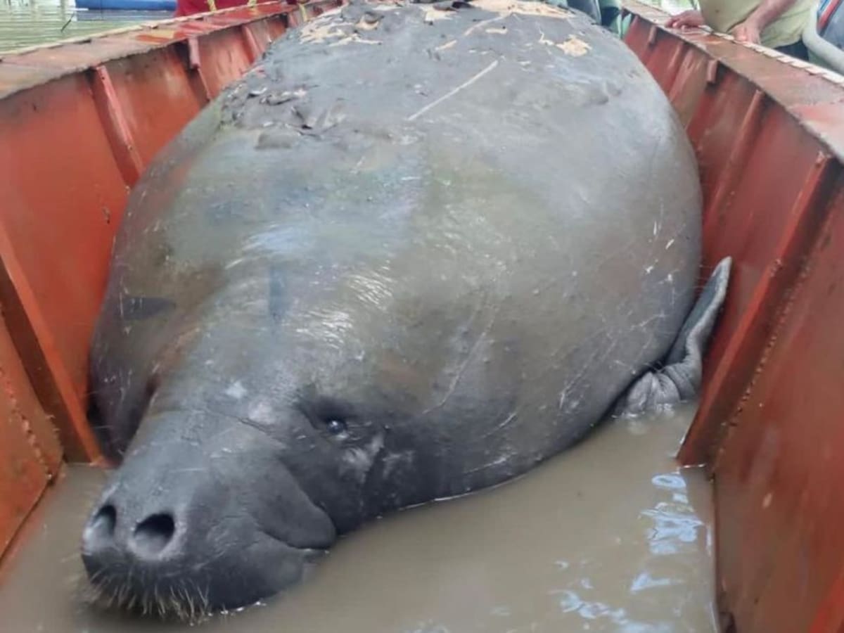 Rescatan a manatí hembra de una tonelada en Santa Bárbara de Pinto