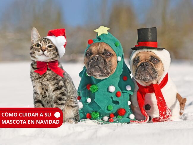 Cómo cuidar a sus mascotas ante los ruidos de la pólvora en Navidad
