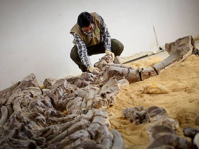 Entregaron el fósil de reptil marino más grande del mundo en Boyacá