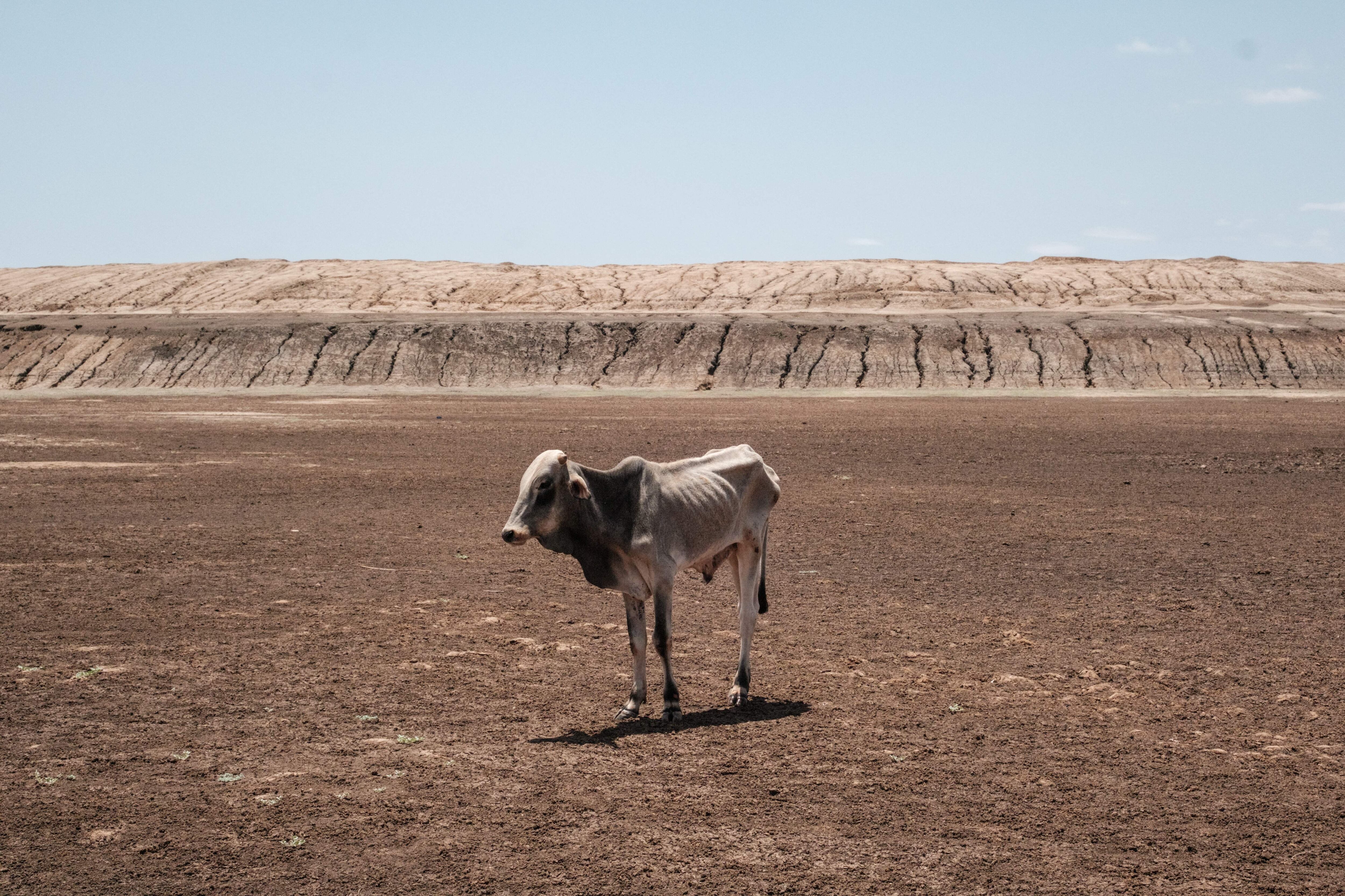 Efectos de la sequía en África. 
(Foto:     YASUYOSHI CHIBA/AFP via Getty Images)