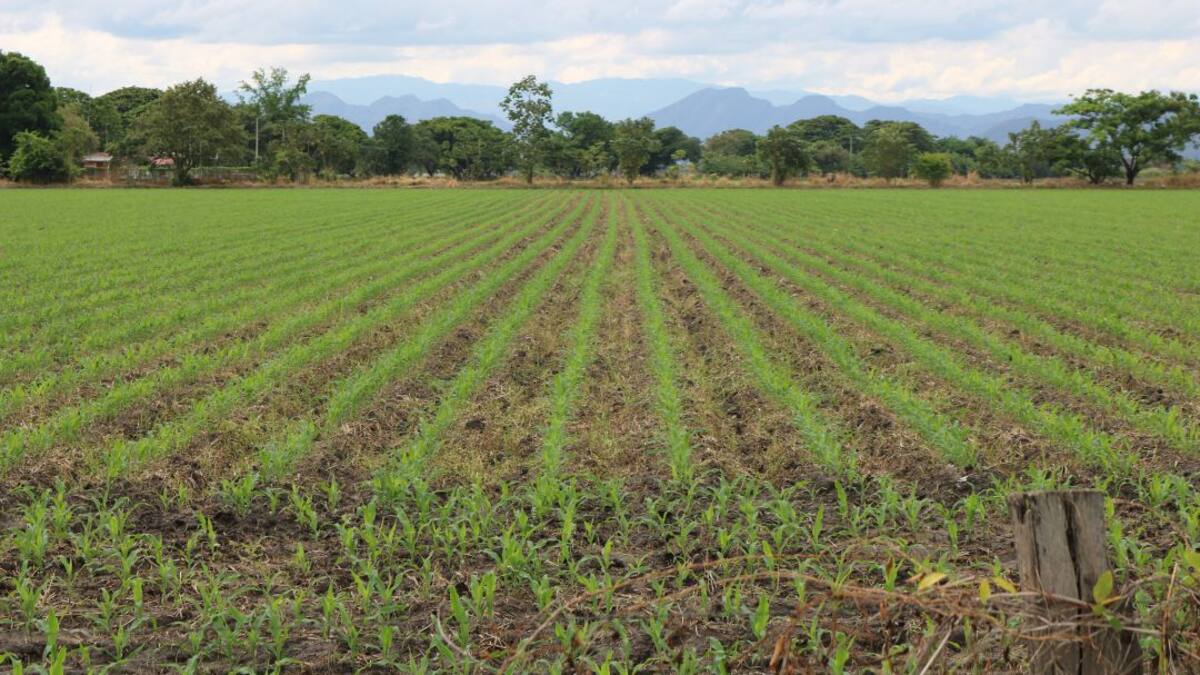 Fortalecer apoyo a la producción campesina, plantea Asinfar Agro