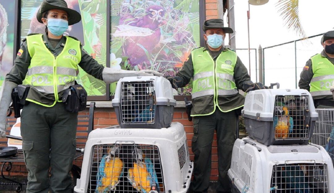 Los animales fueron transportados al Centro de Atención y Valoración de Fauna silvestre, de la CRQ para su rehabilitación