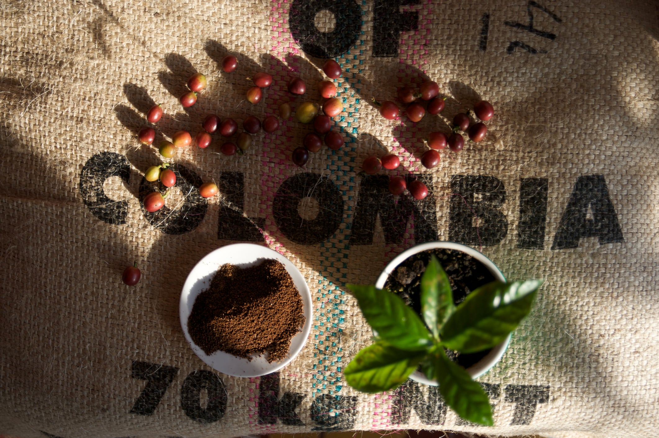 Ground coffee and ripe coffee beans on burlap bag.