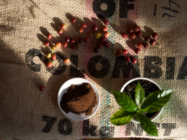 Ground coffee and ripe coffee beans on burlap bag.