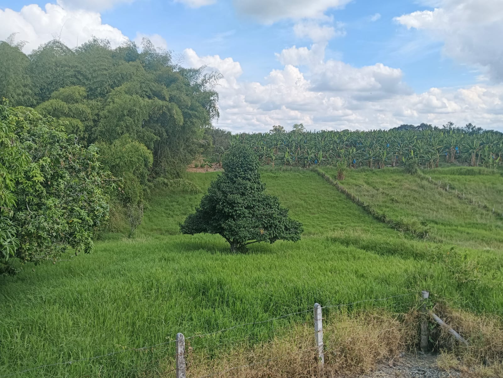 Los hermosos paisajes del Quindío, corregimiento de Pueblo Tapao. Foto: Adrián Trejos