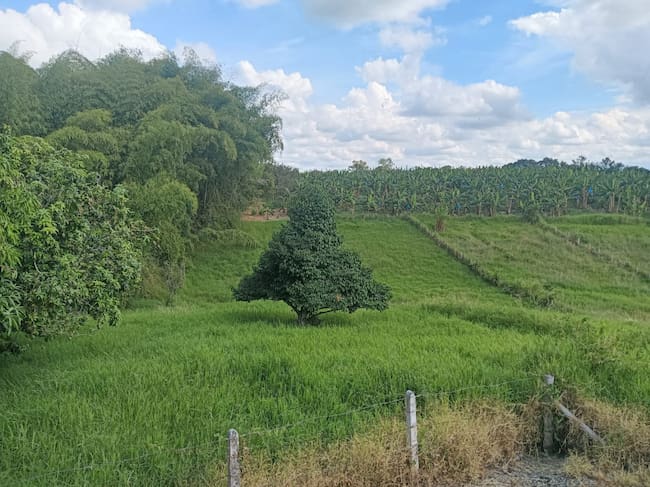 Los hermosos paisajes del Quindío, corregimiento de Pueblo Tapao. Foto: Adrián Trejos