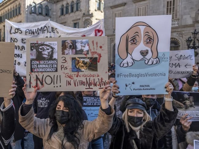 32 cachorros beagles serán sacrificados por investigaciones en España