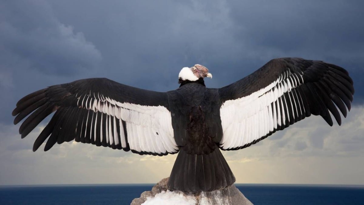 Programas de monitoreo comunitario y educación ambiental impulsan la conservación del Cóndor Andino en Boyacá