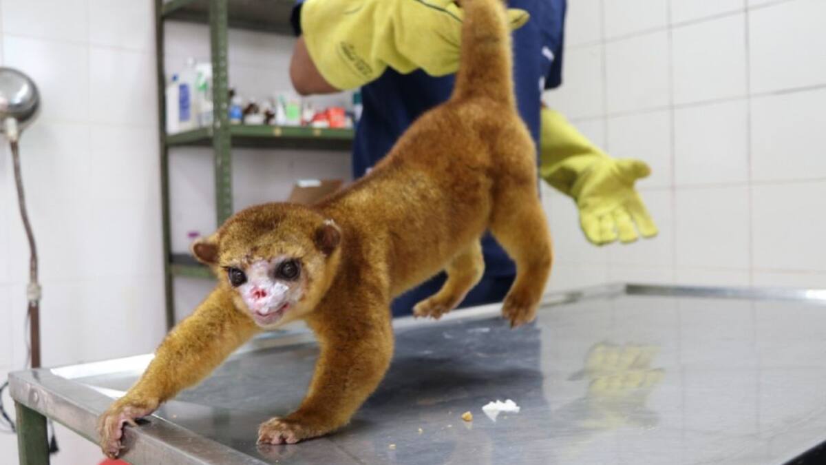 VIDEO: Veterinarios realizaron reconstrucción facial a una 'martucha'