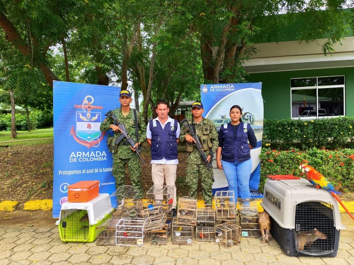 Armada recuperó 67 especies de fauna silvestre en estado de tenencia ilegal en Bolívar