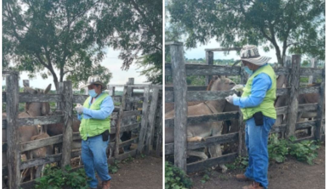 Jornadas de vacunación. 