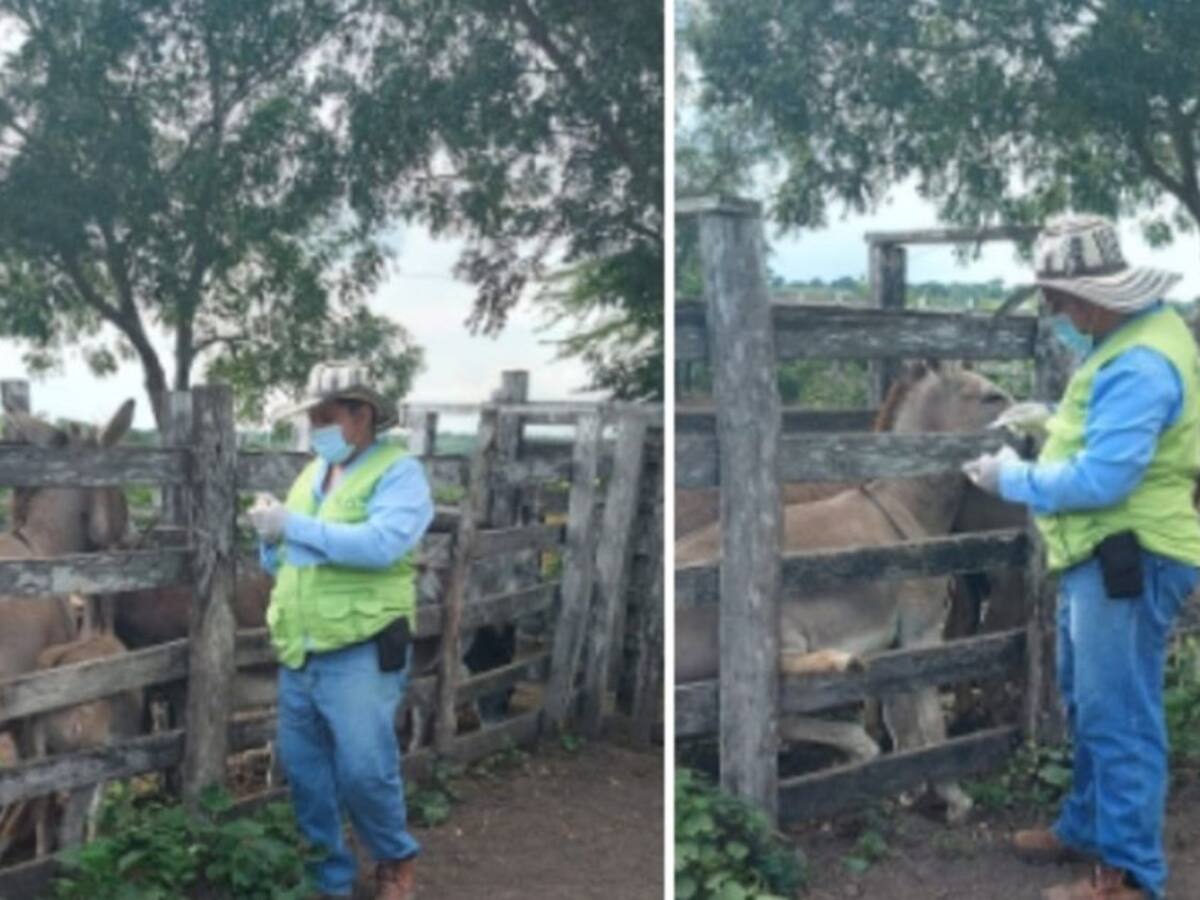 Magdalena continúa blindándose contra la encefalitis equina venezolana