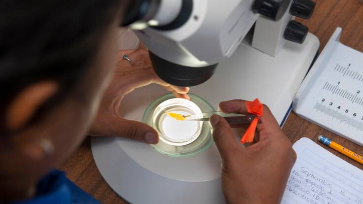 Proyecto de ley prohibiría uso de animales silvestres en educación y estudios biológicos