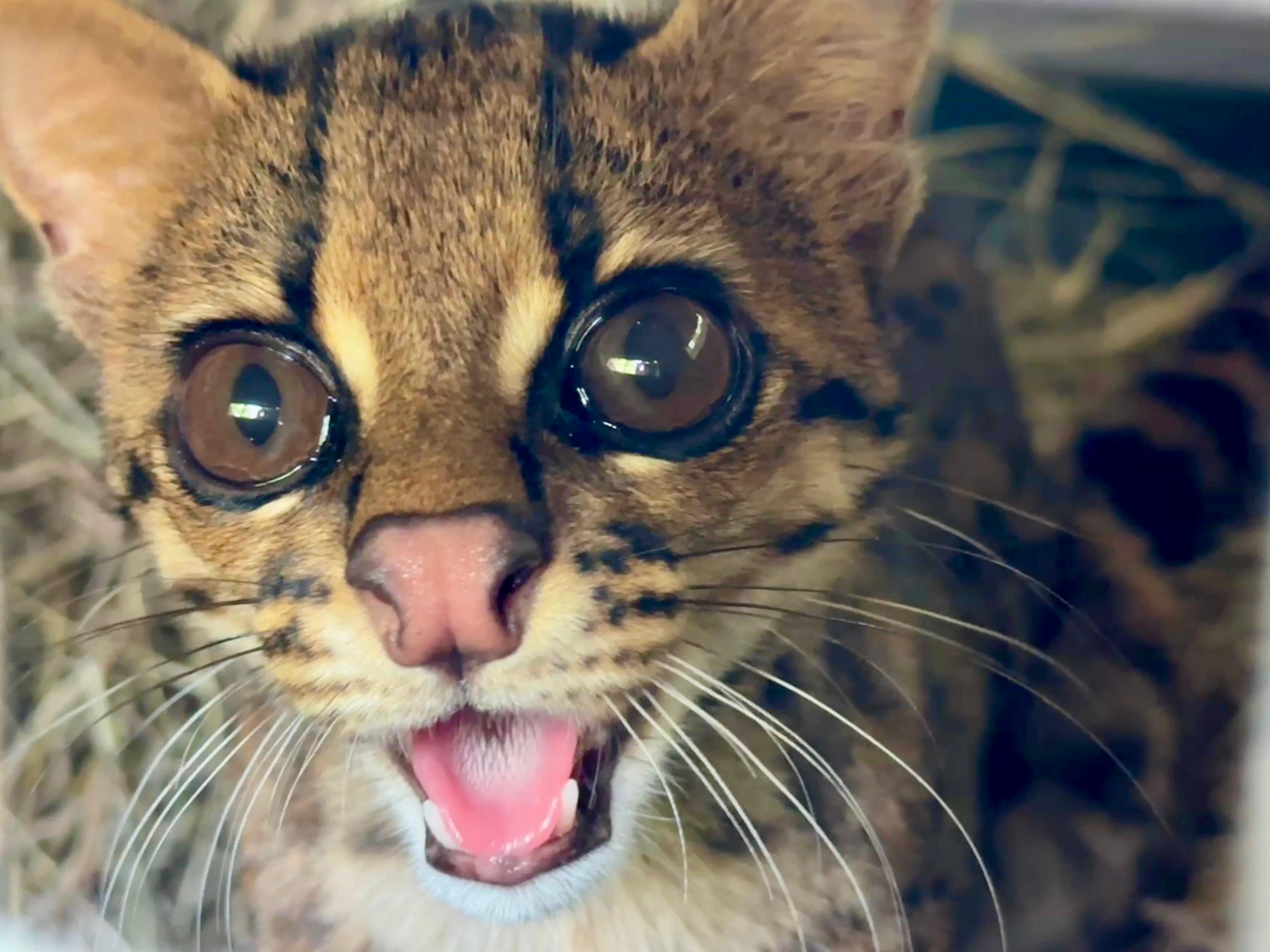 Tigrilla. Foto: cortesía Corantioquia.