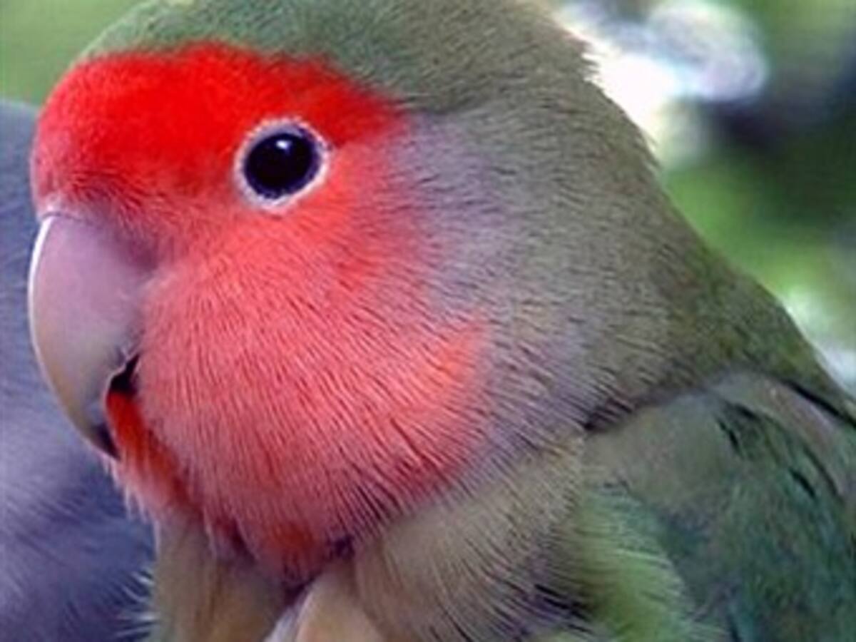 Critican a los países emergentes en la cumbre de la biodiversidad