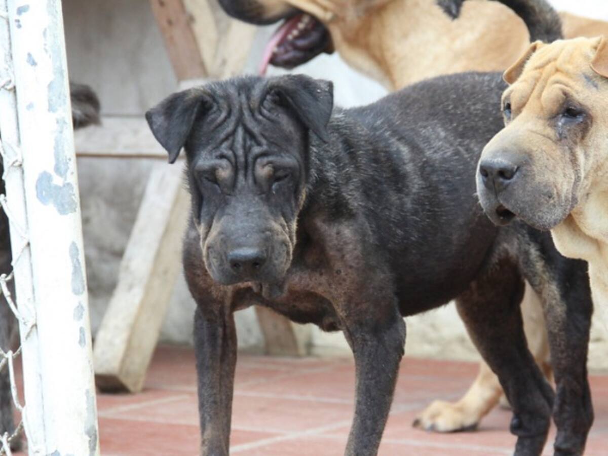 Hasta 30 perros tienen algunos bogotanos en refugios en sus casas