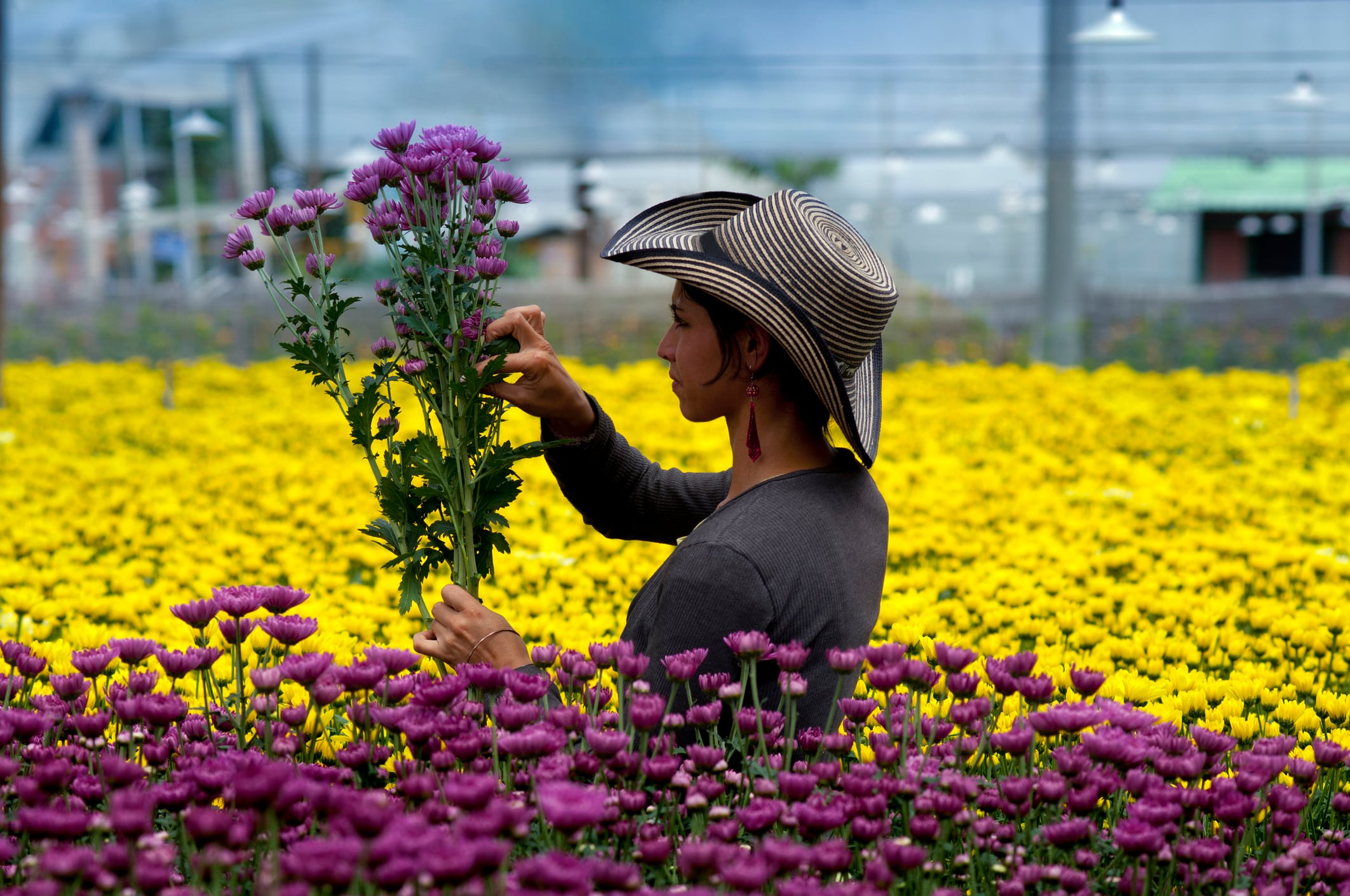 Los principales productores nacionales se encuentran en la región andina / Getty Images