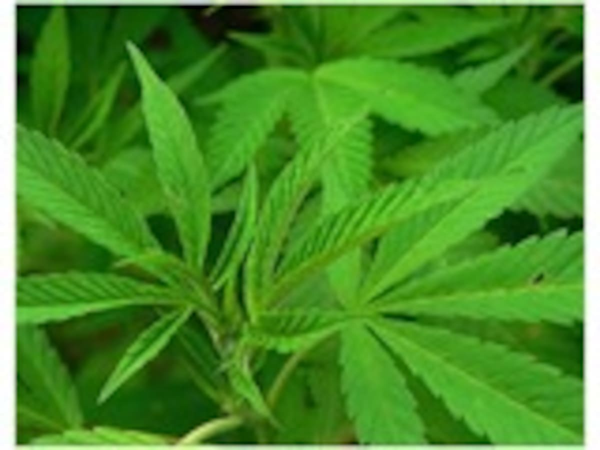 La marihuana es legal