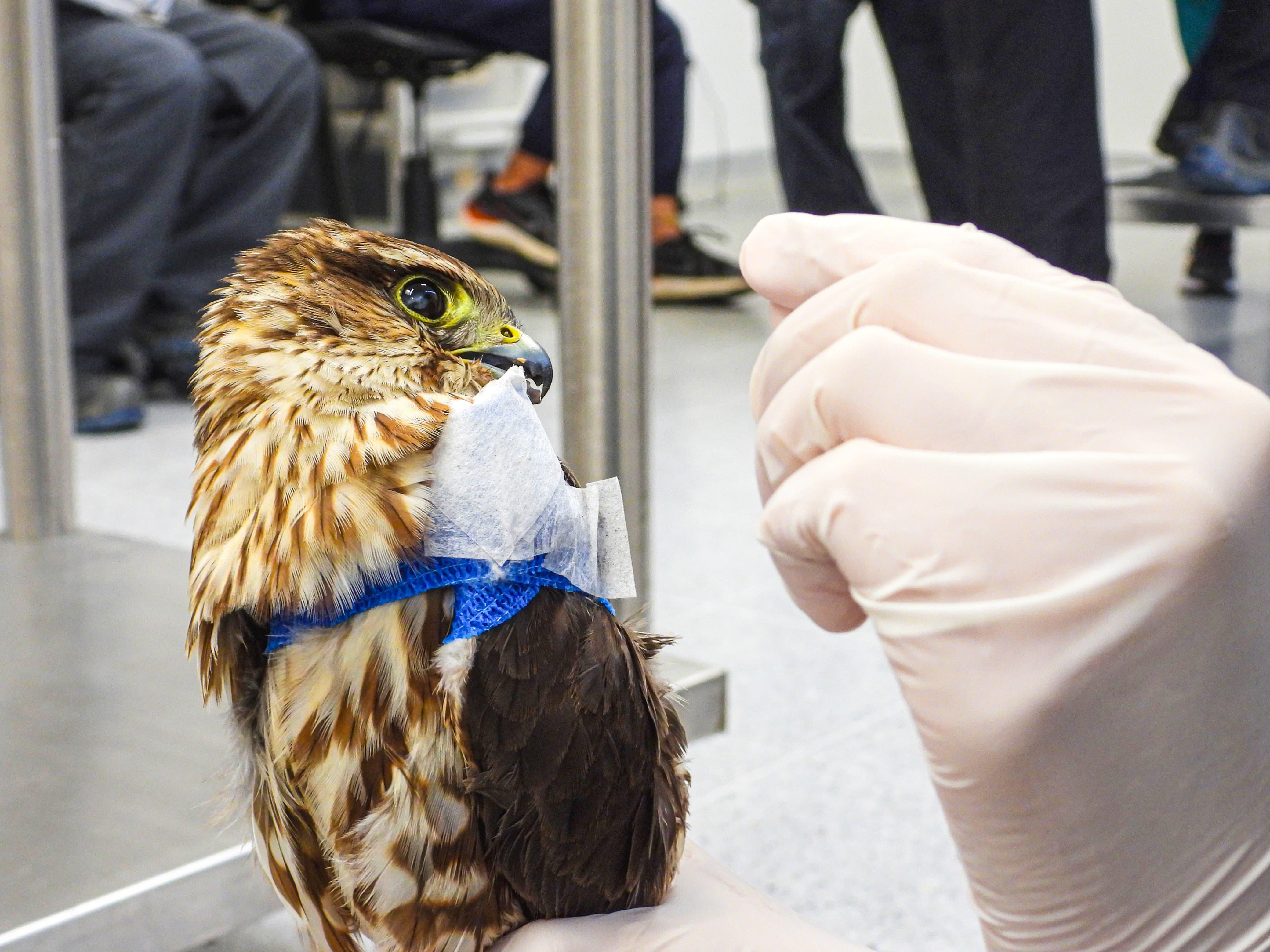 Animales afectados por el uso de la pólvora. Foto: Área Metropolitana del Valle de Aburrá.