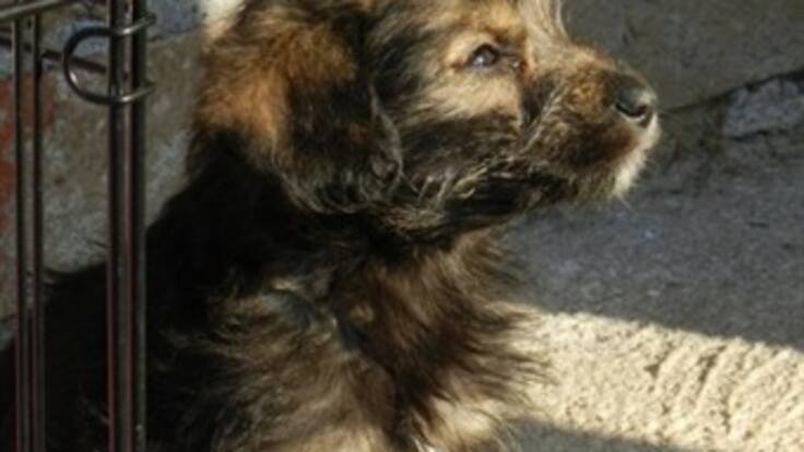 Bogotanos celebran la novena navideña a favor de los animales sin hogar