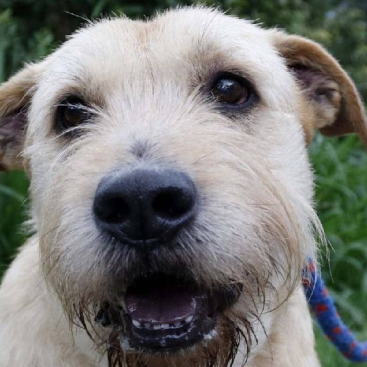 En Manizales hay 396 mascotas listas para la adopción