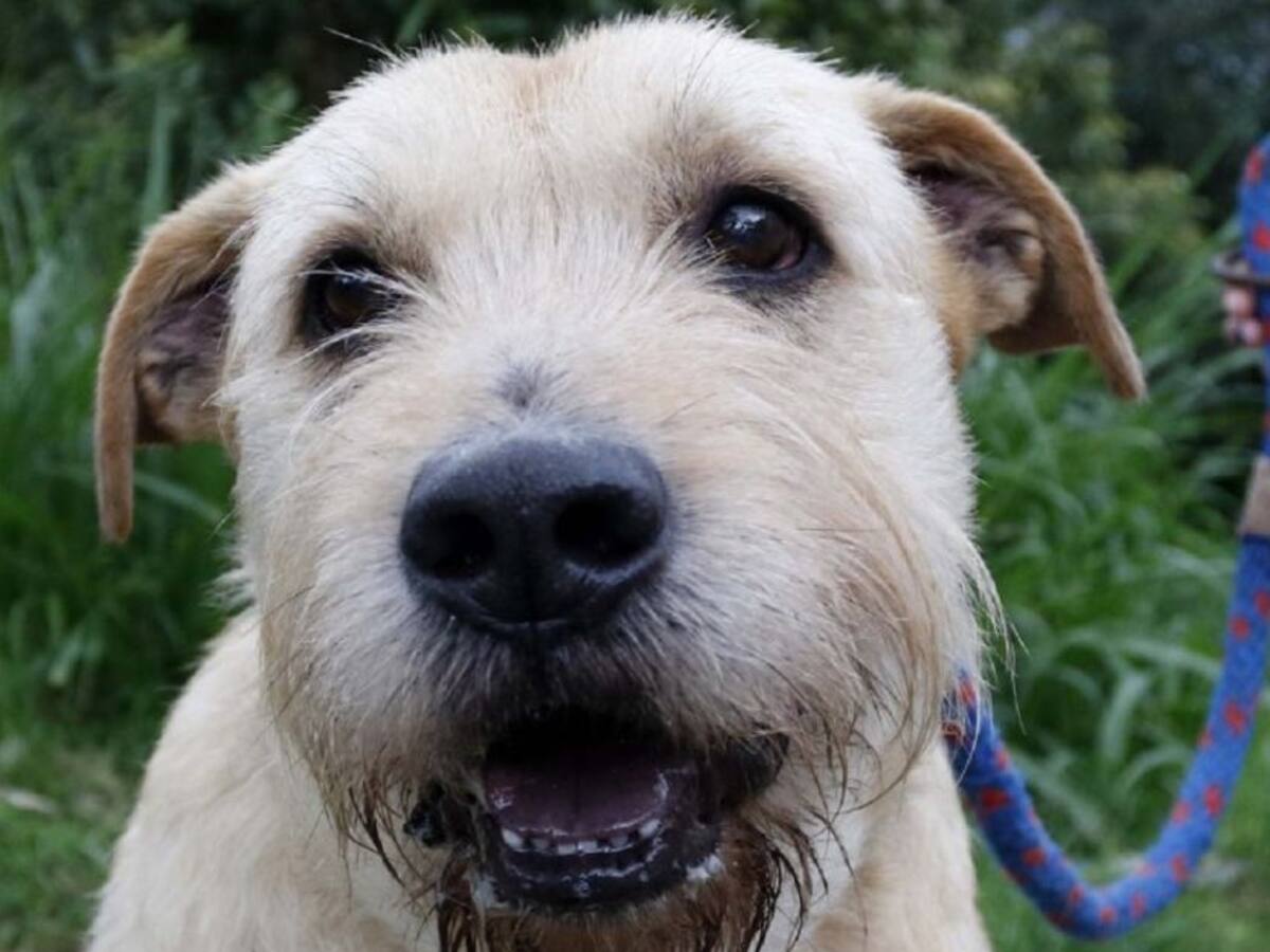 En Manizales hay 396 mascotas listas para la adopción