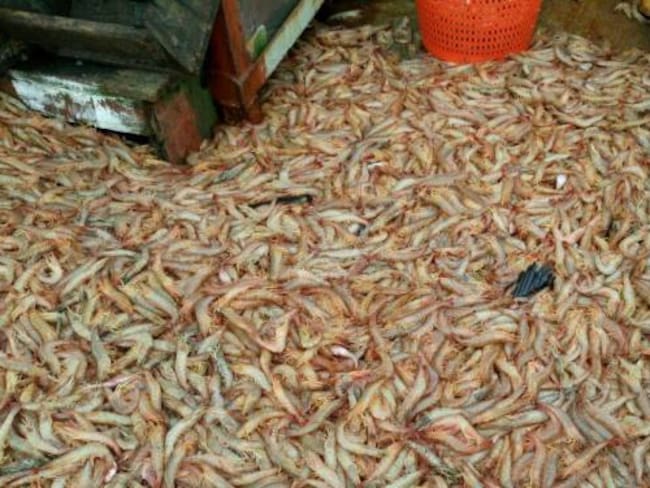 Pescadores del Pacífico piden alternativas para sobrevivir durante la veda del camarón