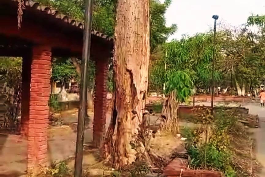 EPA Cartagena autoriza tala de bongas en mal estado