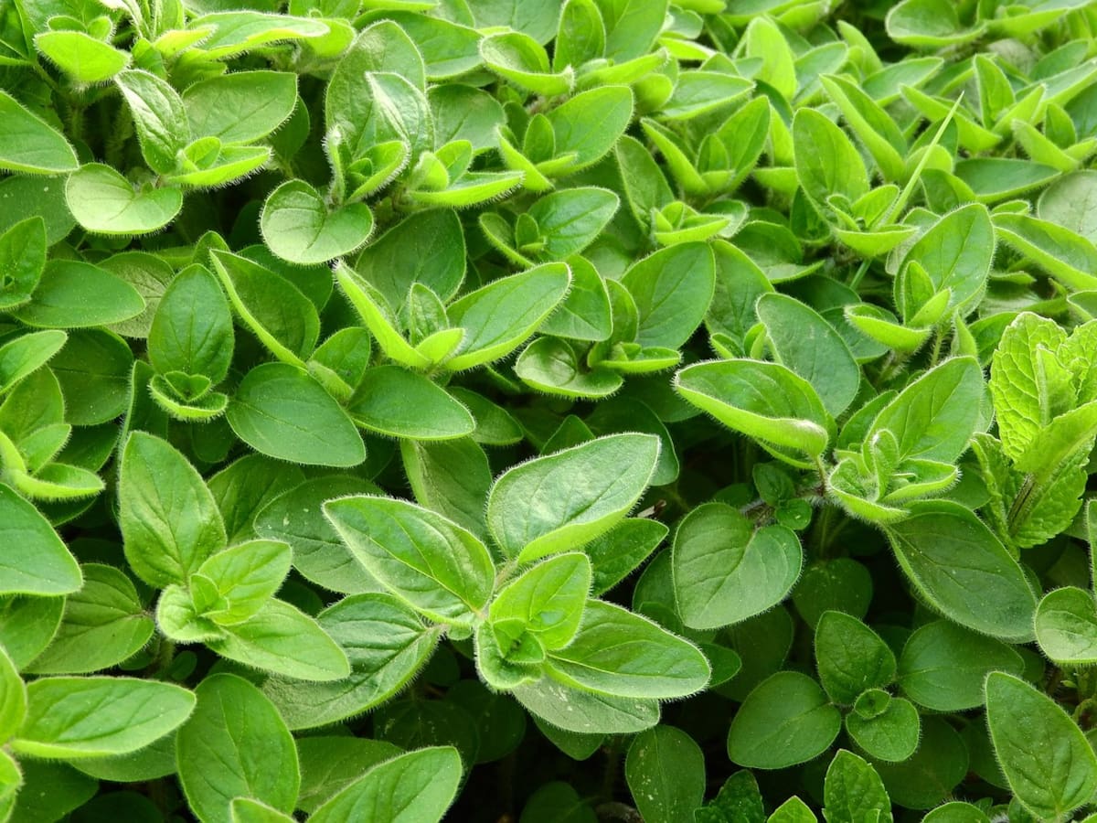 ¿Qué otros nombres recibe la planta Mejorana? Es una hierba aromática con muchos usos