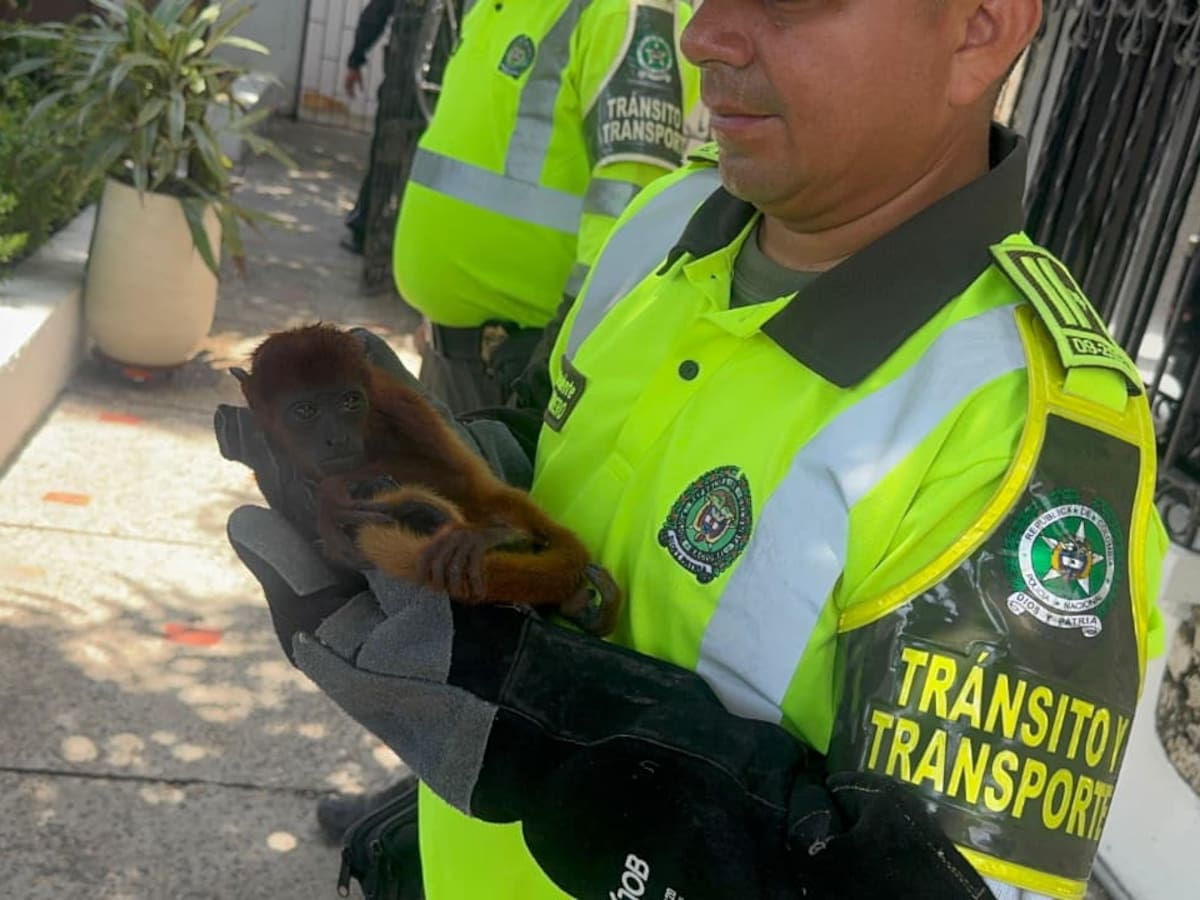 Capturado hombre que transportaba un mono aullador rojo para venderlo ilegalmente en Magangué