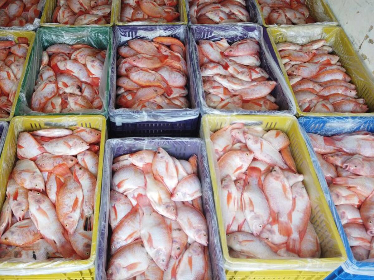 Excombatientes comercializarán el primer lote de pescado en Antioquia