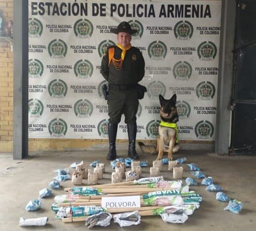 Zeus, el perro antiexplosivos de la Policía que ha detectado pólvora en vehículos de encomienda en QuindíoFoto Cortesía Policía