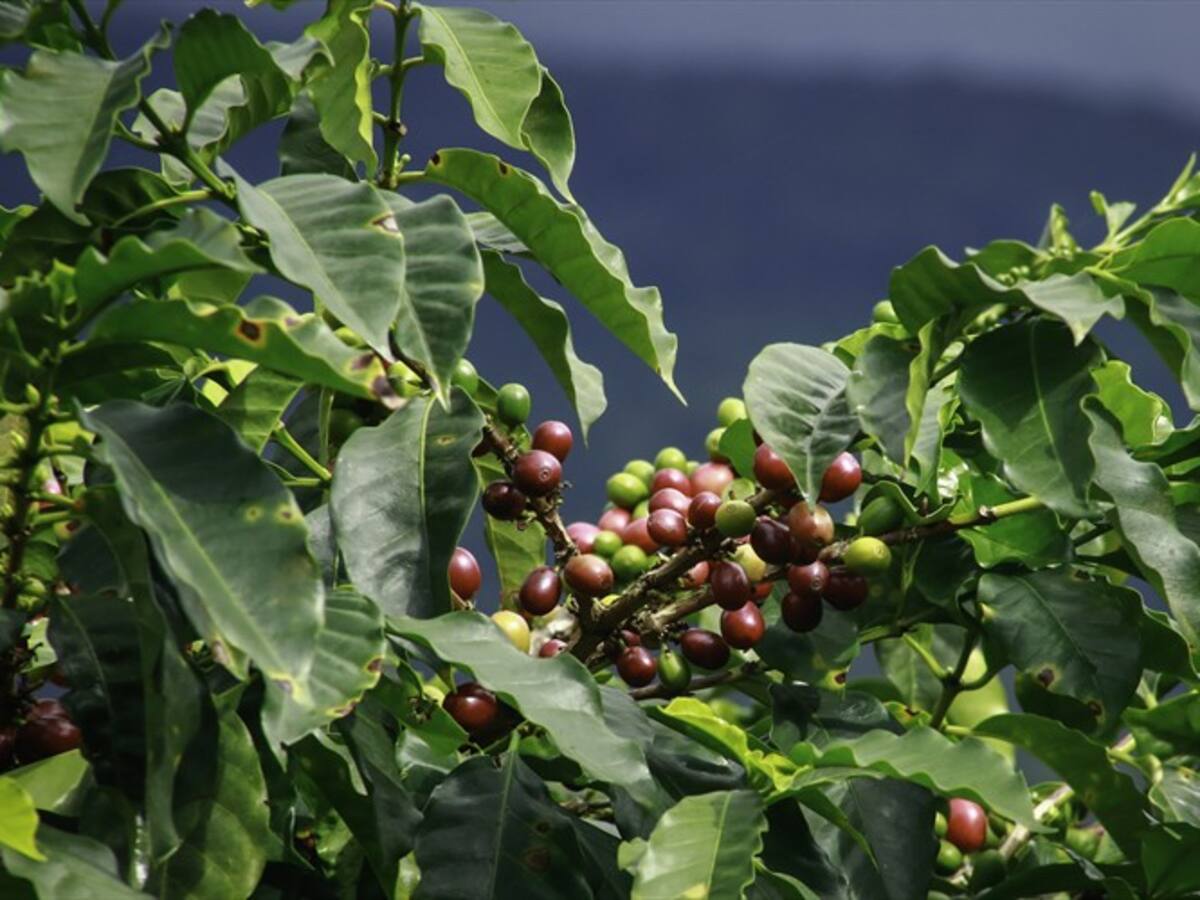 Precio interno de la carga de café alcanzó el millón de pesos