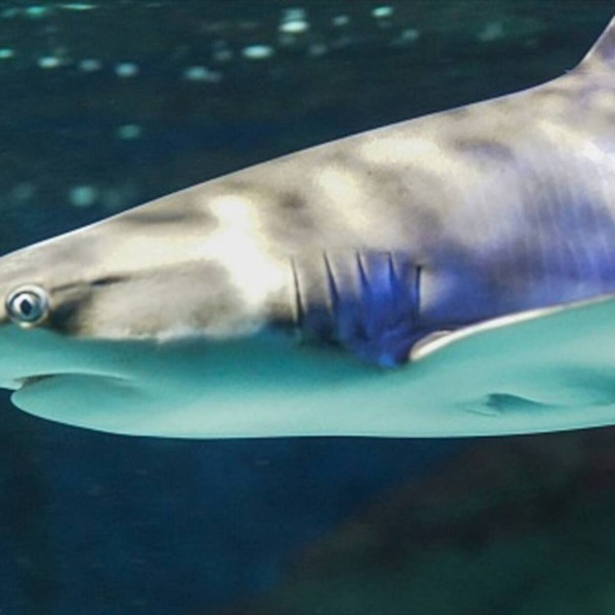 Autoridades ambientales descartan presencia de tiburones cerca de las playas de Santa Marta