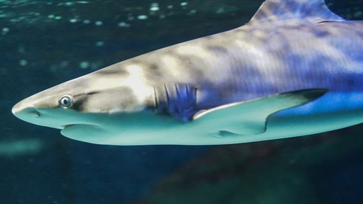 Autoridades ambientales descartan presencia de tiburones cerca de las playas de Santa Marta