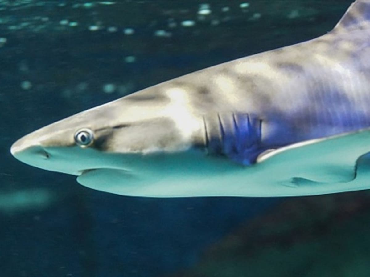 Autoridades ambientales descartan presencia de tiburones cerca de las playas de Santa Marta