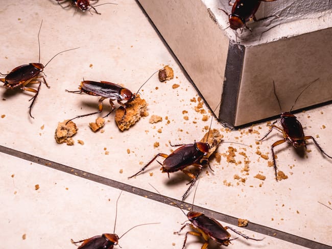 Remedios caseros para eliminar cucarachas - Getty Images