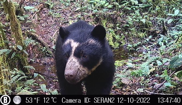 Los municipios de Pitalito y San Agustín en el Huila, serán escenarios de la fiesta ambiental de mayor trayectoria y reconocimiento nacional en términos de conservación del Oso de Anteojos y la Danta de Montaña.