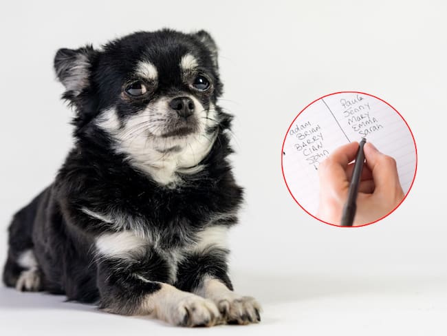 Lista de nombres para perros machos y chiquitos con su significado (Getty Images)