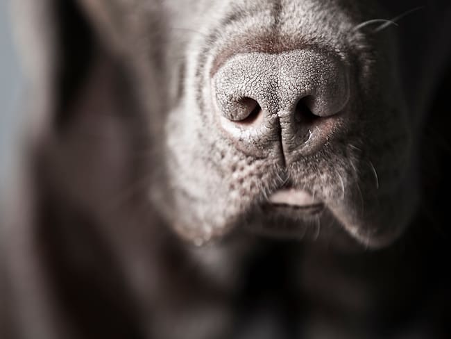 Nariz de un perro labrador (Foto vía Getty Images)