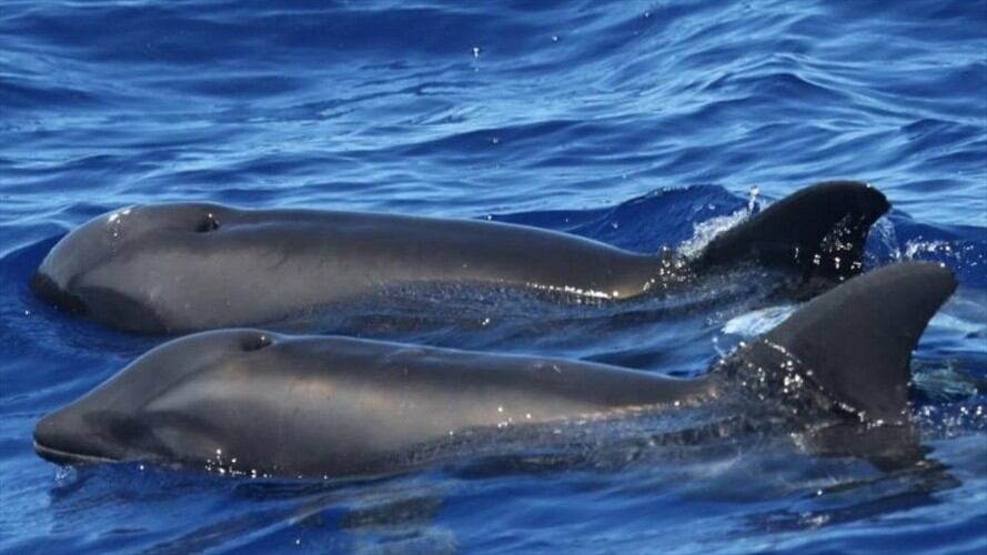 Los científicos indican que el animal heredó los dientes ásperos y las aletas de su padre, un delfín, y la forma de su craneo de su madre, una ballena cabeza de melón. Foto: Cascadia Research Collective