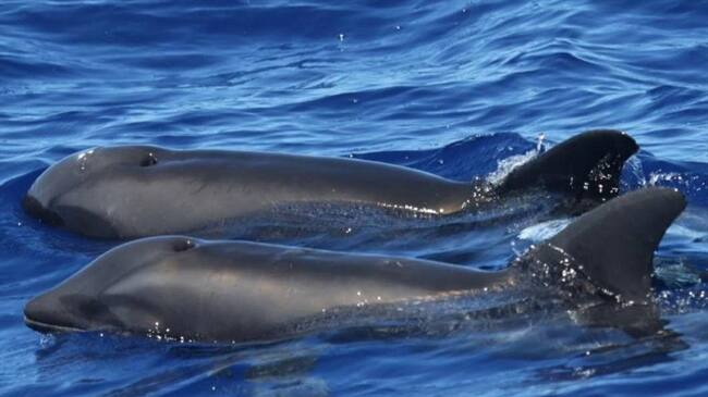 Los científicos indican que el animal heredó los dientes ásperos y las aletas de su padre, un delfín, y la forma de su craneo de su madre, una ballena cabeza de melón. Foto: Cascadia Research Collective
