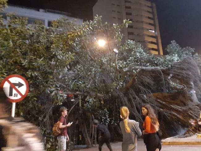 Cayó gigantesco árbol de caucho en el Centro Histórico de Cartagena