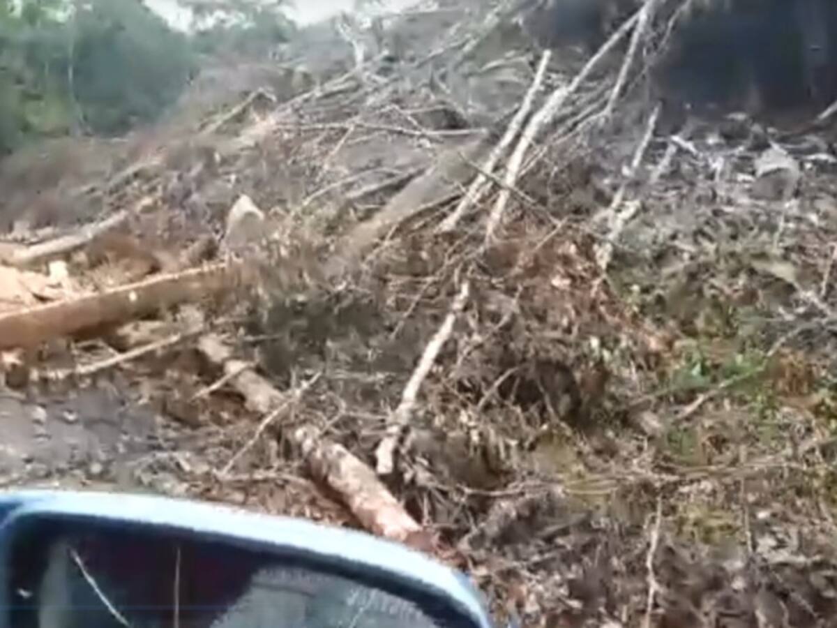 Denuncian dramático caso de deforestación en Caquetá