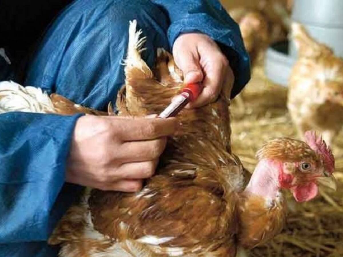 Colombia es libre de la enfermedad de Newcastle en aves de corral