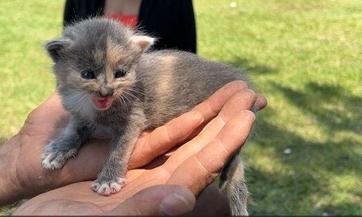Desde la gobernación del Valle se hará el seguimiento a las denuncias que se presenten por casos de maltrato animal o negligencia por parte de estas entidades.