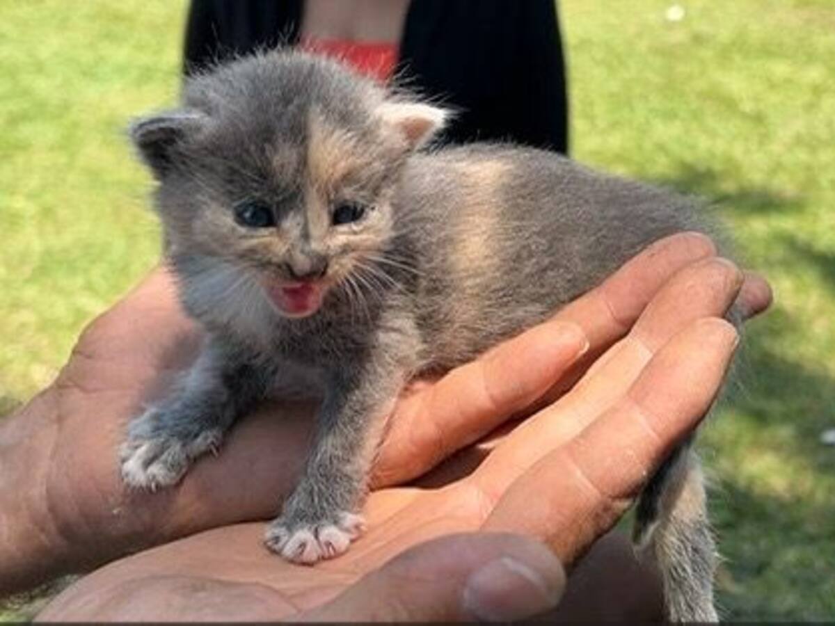 ¿Cómo denunciar un caso de maltrato animal en el Valle?