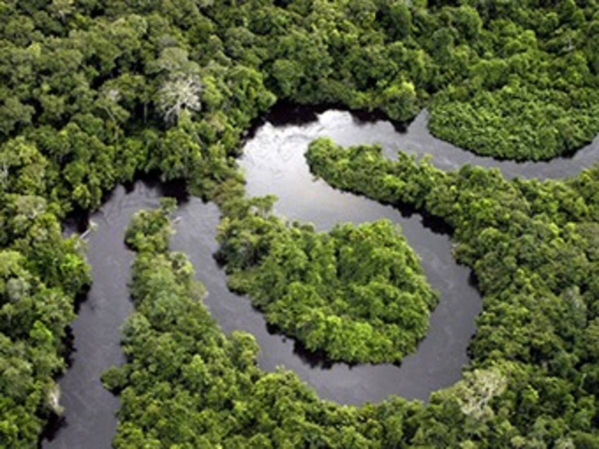 Amazonía ha perdido 2.600 millones de árboles desde que comenzó a ser ocupada