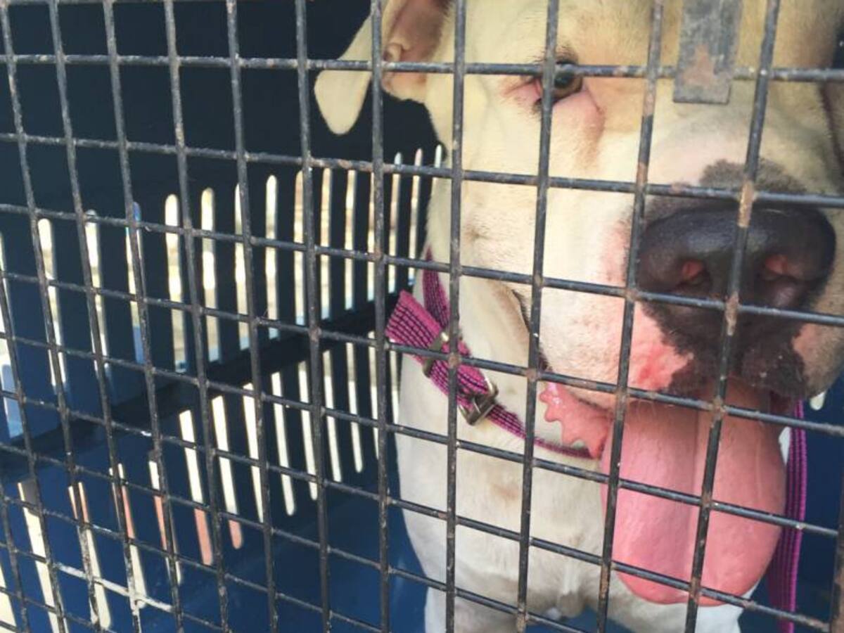 Capturan a hombre que ordenó a su perro pitbull atacar a una mujer